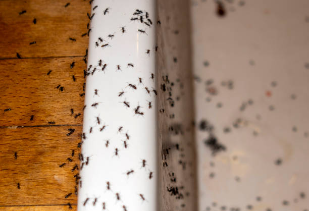 Best Insect Control  in Dardenne Prairie, MO