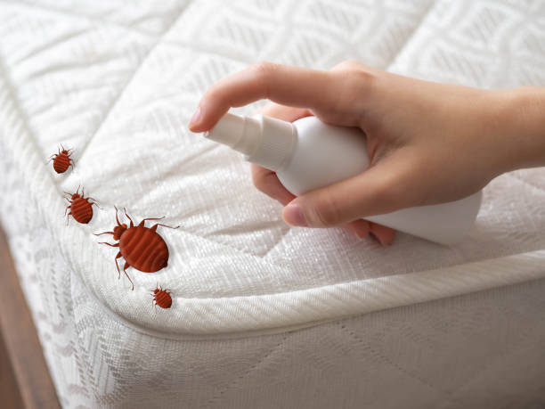 Best Ant Control Services  in Dardenne Prairie, MO