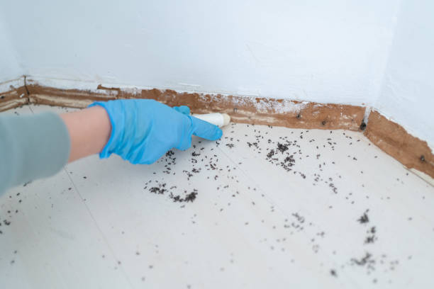 Best Mosquito Control Services  in Dardenne Prairie, MO